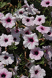 Surfinia Lavender Lace Petunia (Petunia 'Surfinia Lavender Lace') at Lakeshore Garden Centres