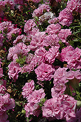 Surfinia Summer Double Pink Petunia (Petunia 'Surfinia Summer Double Pink') at Lakeshore Garden Centres