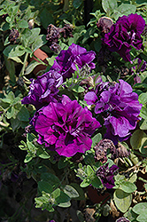 Double Wave Blue Velvet Petunia (Petunia 'Double Wave Blue Velvet') at Lakeshore Garden Centres