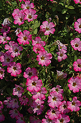 Littletunia Sweet Sherbet Petunia (Petunia 'Littletunia Sweet Sherbet') at Lakeshore Garden Centres