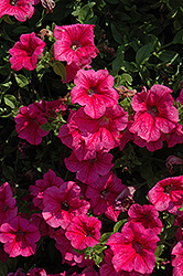 Surfinia Trailing Rose Vein Petunia (Petunia 'Surfinia Trailing Rose Vein') at Lakeshore Garden Centres