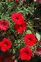 Surfinia Trailing Deep Red Petunia (Petunia 'Surfinia Trailing Deep Red') at Lakeshore Garden Centres