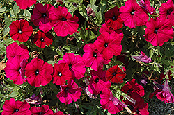 Sanguna Burgundy Petunia (Petunia 'Sanguna Burgundy') at Lakeshore Garden Centres