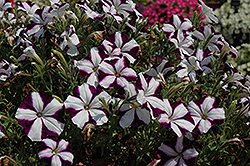 Sun Spun Purple Star Petunia (Petunia 'Sun Spun Purple Star') at Lakeshore Garden Centres