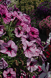 Sun Spun Lavender Star Petunia (Petunia 'Sun Spun Lavender Star') at Lakeshore Garden Centres