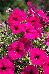 Sun Spun Burgundy Petunia (Petunia 'Sun Spun Burgundy') at Lakeshore Garden Centres