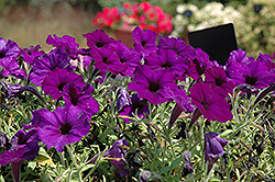 Sun Spun Blue Petunia (Petunia 'Sun Spun Blue') at Lakeshore Garden Centres