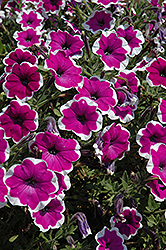 Ragtime Petunia (Petunia 'Ragtime') at Lakeshore Garden Centres