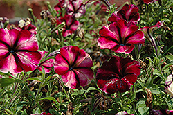 Rose And Shine Petunia (Petunia 'Rose And Shine') at Lakeshore Garden Centres