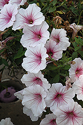 Surprise White Ice Petunia (Petunia 'Surprise White Ice') at Lakeshore Garden Centres