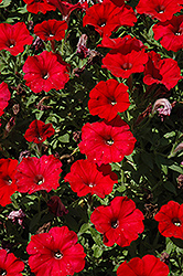 Fame Fire Petunia (Petunia 'Fame Fire') at Lakeshore Garden Centres