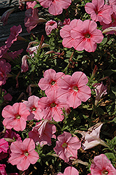 Fame Salmon Pink Petunia (Petunia 'Fame Salmon Pink') at Lakeshore Garden Centres