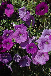 Famous Light Blue Petunia (Petunia 'Famous Light Blue') at Lakeshore Garden Centres