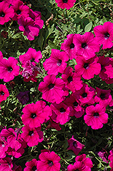Famous Purple Petunia (Petunia 'Famous Purple') at Lakeshore Garden Centres