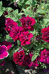 SweetSunshine Burgundy Petunia (Petunia 'SweetSunshine Burgundy') at Lakeshore Garden Centres