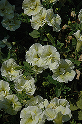 SweetSunshine Compact Lime Petunia (Petunia 'SweetSunshine Compact Lime') at Lakeshore Garden Centres