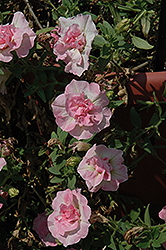 SweetSunshine Compact Nostalgia Petunia (Petunia 'SweetSunshine Compact Nostalgia') at Lakeshore Garden Centres