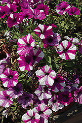 Peppy Blue Petunia (Petunia 'Peppy Blue') at Lakeshore Garden Centres
