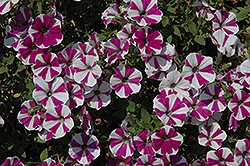 Peppy Lavender Petunia (Petunia 'Peppy Lavender') at Lakeshore Garden Centres