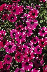 Peppy Neon Petunia (Petunia 'Peppy Neon') at Lakeshore Garden Centres