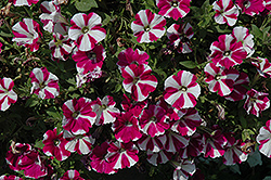 Peppy Purple Petunia (Petunia 'Peppy Purple') at Lakeshore Garden Centres