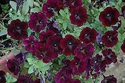 Sweetunia Bordeaux Petunia (Petunia 'Sweetunia Bordeaux') at Lakeshore Garden Centres