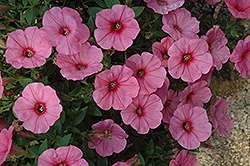 Sweetunia Mbubble Gum Petunia (Petunia 'Sweetunia Bubble Gum') at Lakeshore Garden Centres