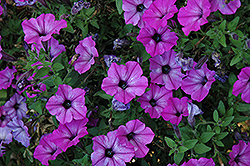 Sweetunia Electric Violet Petunia (Petunia 'Sweetunia Electric Violet') at Lakeshore Garden Centres