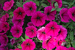 Sweetunia Fuchsia Queen Petunia (Petunia 'Sweetunia Fuchsia Queen') at Lakeshore Garden Centres