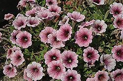 Sweetunia Mystery Petunia (Petunia 'Sweetunia Mystery') at Lakeshore Garden Centres