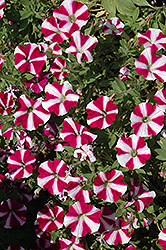 Cascadias Bicolor Burgundy Petunia (Petunia 'Cascadias Bicolor Burgundy') at Lakeshore Garden Centres
