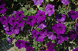 Cascadias Noble Blue Petunia (Petunia 'Cascadias Noble Blue') at Lakeshore Garden Centres