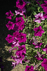 Glow Amethyst Petunia (Petunia 'Glow Amethyst') at Lakeshore Garden Centres