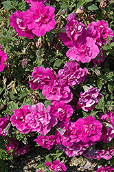 Glow Double Pink Vein Petunia (Petunia 'Glow Double Pink Vein') at Lakeshore Garden Centres