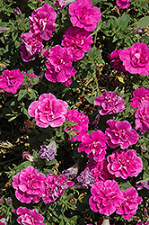 Glow Double Purple Petunia (Petunia 'Glow Double Purple') at Lakeshore Garden Centres