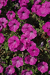 Glow Fluor Rose Petunia (Petunia 'Glow Fluor Rose') at Lakeshore Garden Centres