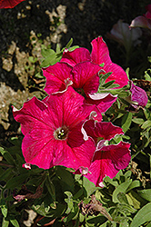 Glow Hot Pink Petunia (Petunia 'Glow Hot Pink') at Lakeshore Garden Centres