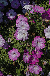 Glow Lavender Shades Petunia (Petunia 'Glow Lavender Shades') at Lakeshore Garden Centres
