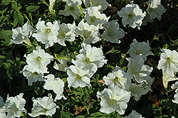 Glow Lime Petunia (Petunia 'Glow Lime') at Lakeshore Garden Centres