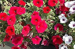 Potunia Neon Petunia (Petunia 'Potunia Neon') at Lakeshore Garden Centres