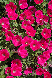 Piccola Hot Pink Petunia (Petunia 'Piccola Hot Pink') at Lakeshore Garden Centres