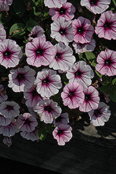 Piccola Purple Ice Petunia (Petunia 'Piccola Purple Ice') at Lakeshore Garden Centres