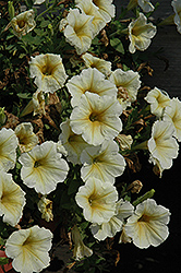 Potunia Plus Banana Petunia (Petunia 'Potunia Plus Banana') at Lakeshore Garden Centres