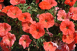 Potunia Plus Papaya Petunia (Petunia 'Potunia Plus Papaya') at Lakeshore Garden Centres