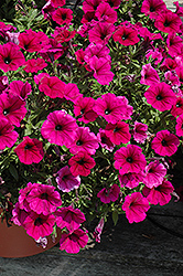 Potunia Plus Purple Petunia (Petunia 'Potunia Plus Purple') at Lakeshore Garden Centres