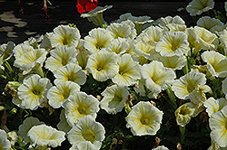Potunia Plus Yellow Petunia (Petunia 'Potunia Plus Yellow') at Lakeshore Garden Centres
