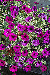 Surprise Blue Petunia (Petunia 'Surprise Blue') at Lakeshore Garden Centres