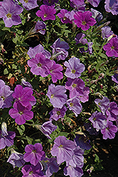 Surprise Blue Sky Petunia (Petunia 'Surprise Blue Sky') at Lakeshore Garden Centres