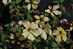 Surprise Honey Bee Petunia (Petunia 'Surprise Honey Bee') at Lakeshore Garden Centres