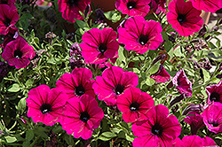 Surprise Kardinal Petunia (Petunia 'Surprise Kardinal') at Lakeshore Garden Centres
